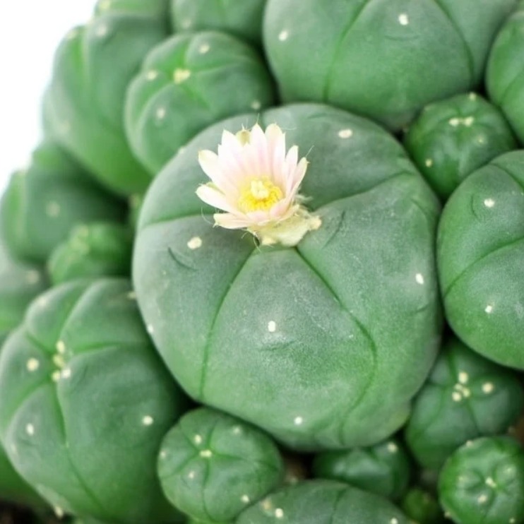 PEYOTE WITH PUPS